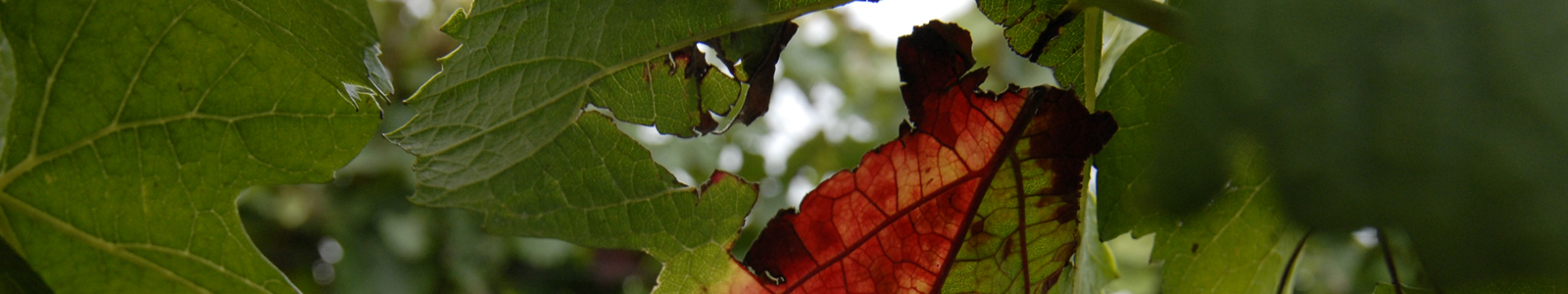 Weinblatt © Dienstleistungszentren Ländlicher Raum